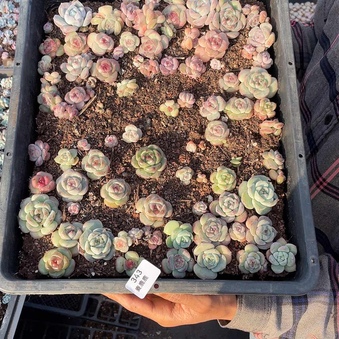 天***师343。 定。                