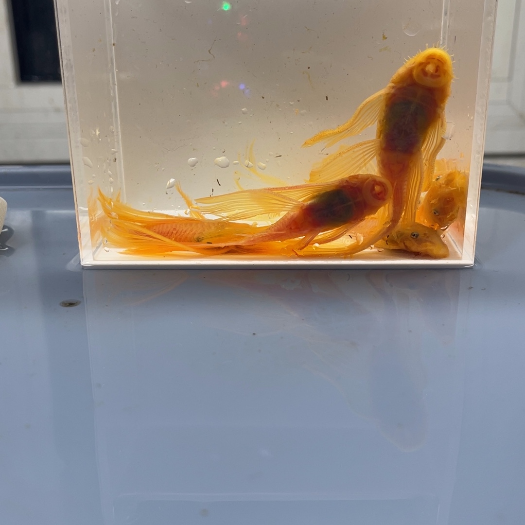 清道夫鱼大帆俩公4母