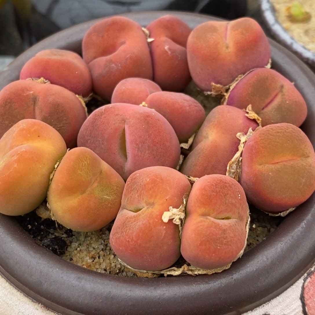 双头水蜜桃一颗一颗