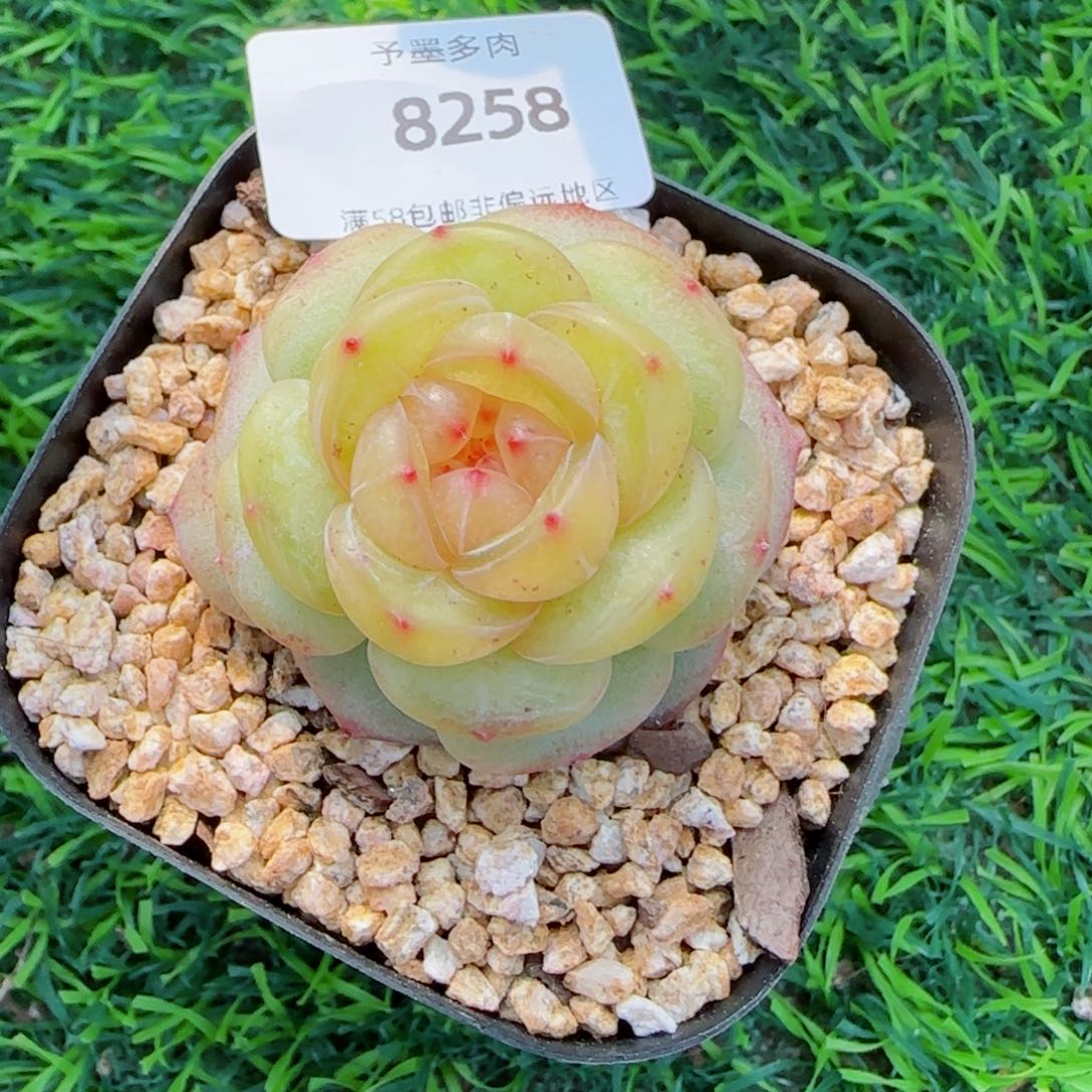 编号珍妮，8258多肉植物