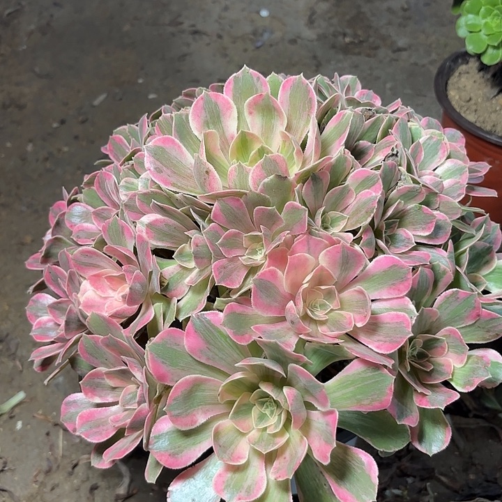 多肉植物法师女妖12