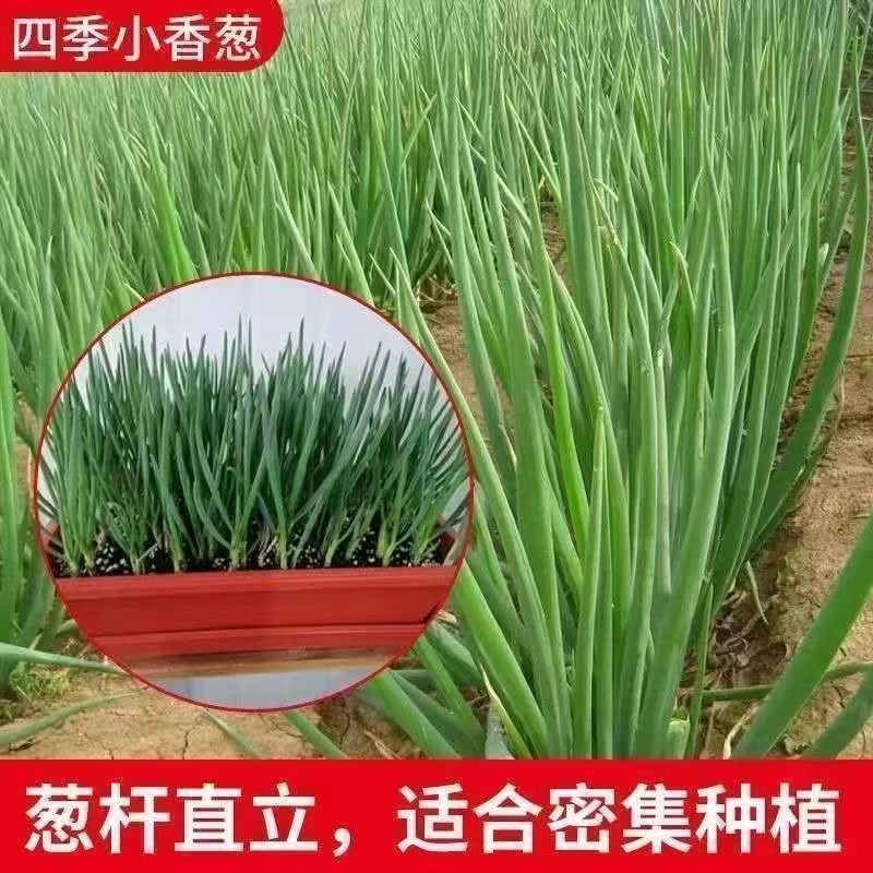 【全店6包包邮】四季小葱种子