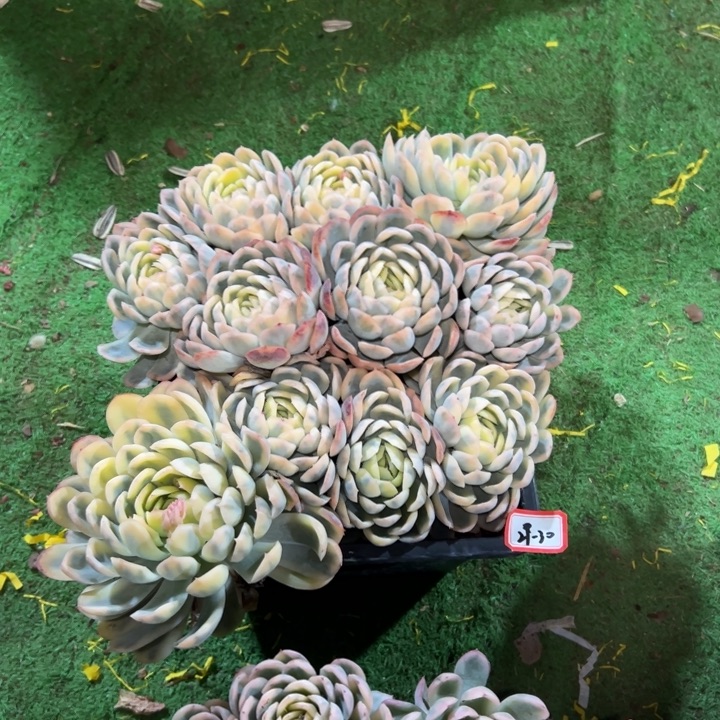 精品多肉植物老桩草莓锦