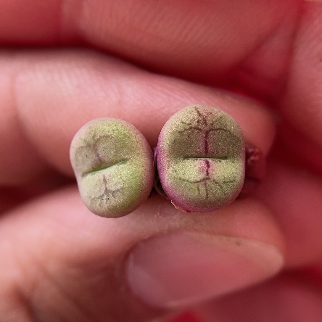 杂交肉锥两颗三年包邮