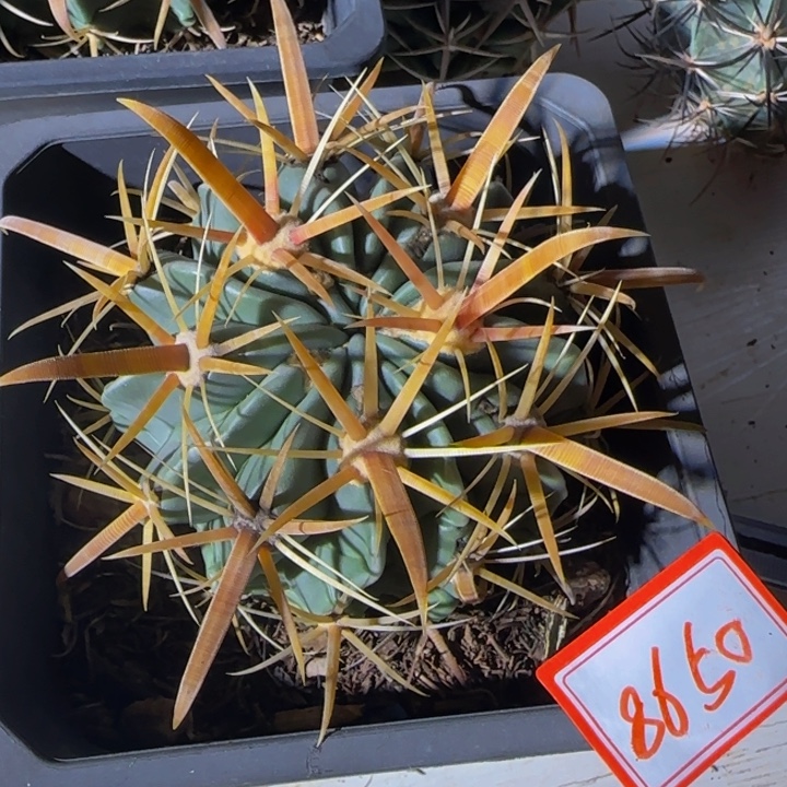 幽***子8650宽刺金刺日出大福利