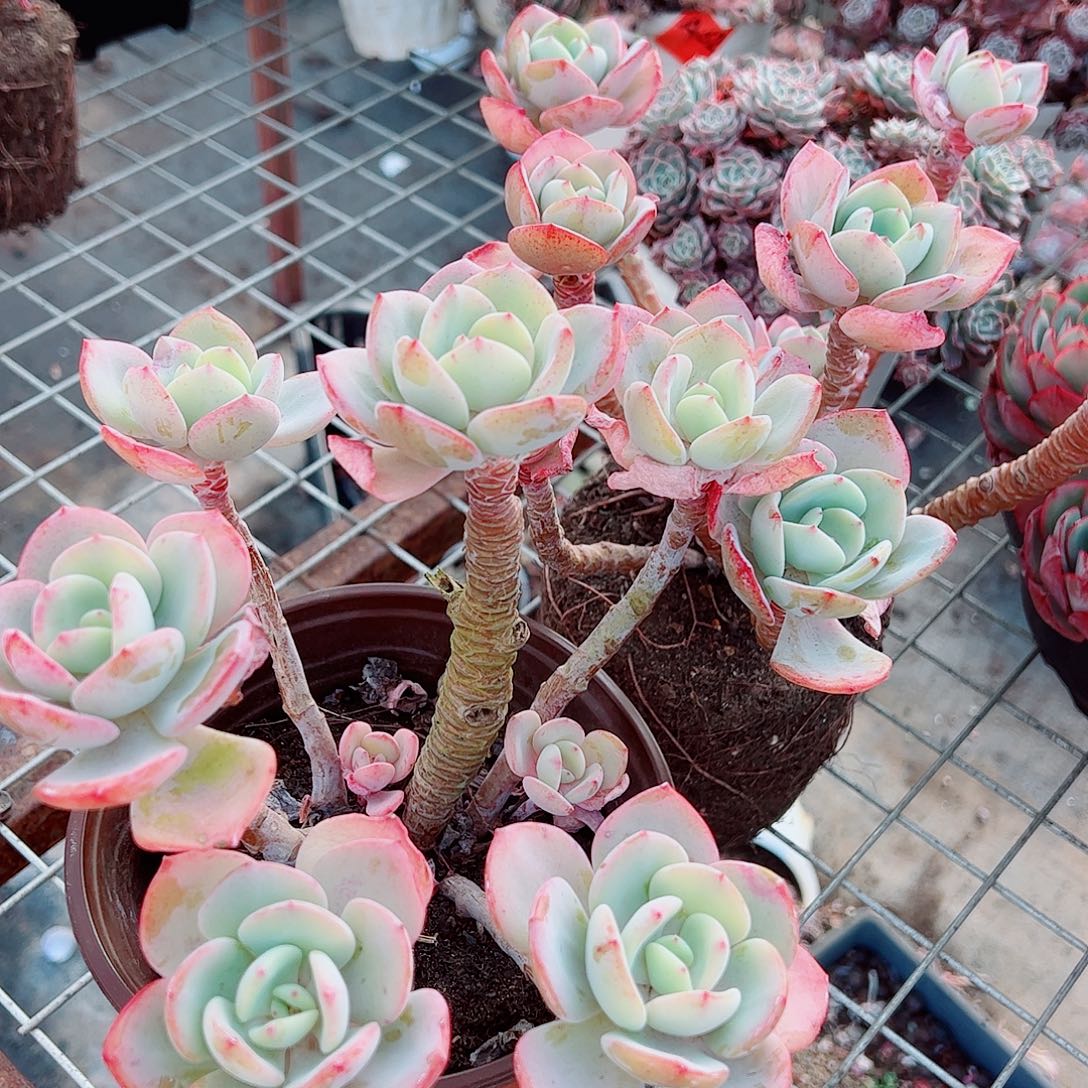 白月光多头群生精品