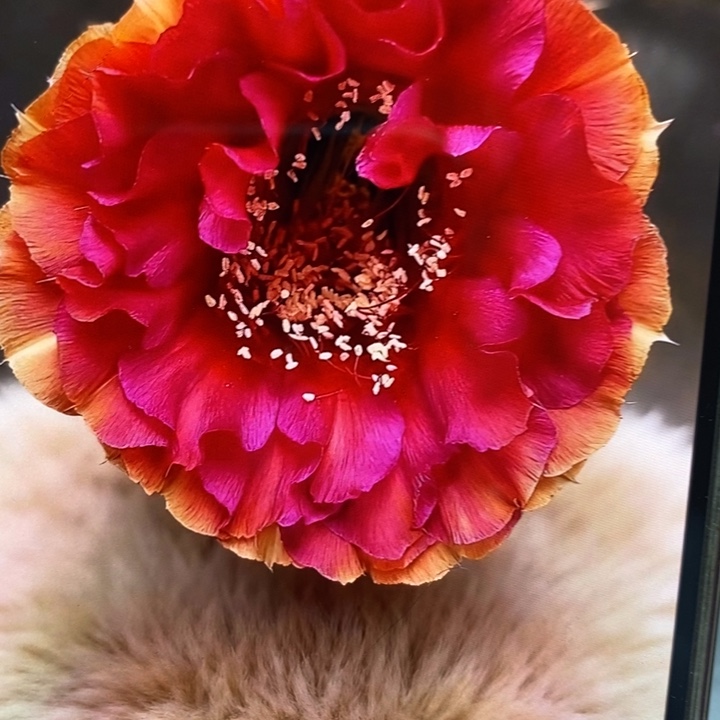 彩草七夕侧芽4公分左右