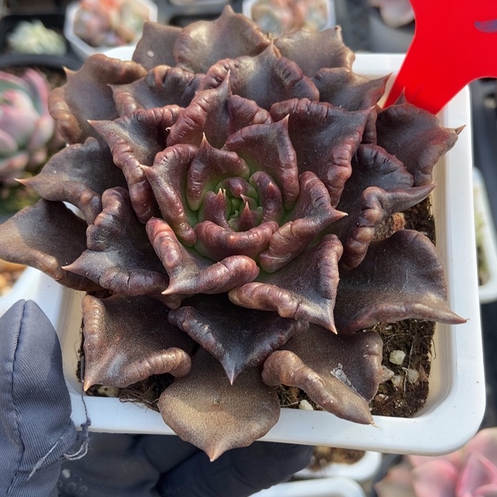 837黑饺子皮多肉植物保护