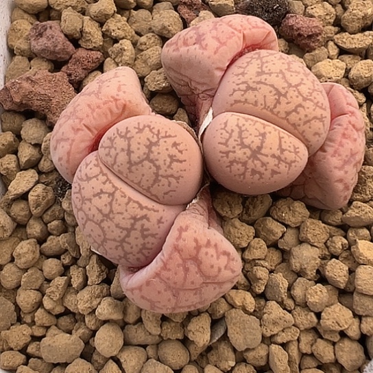 2350.粉色一步11111