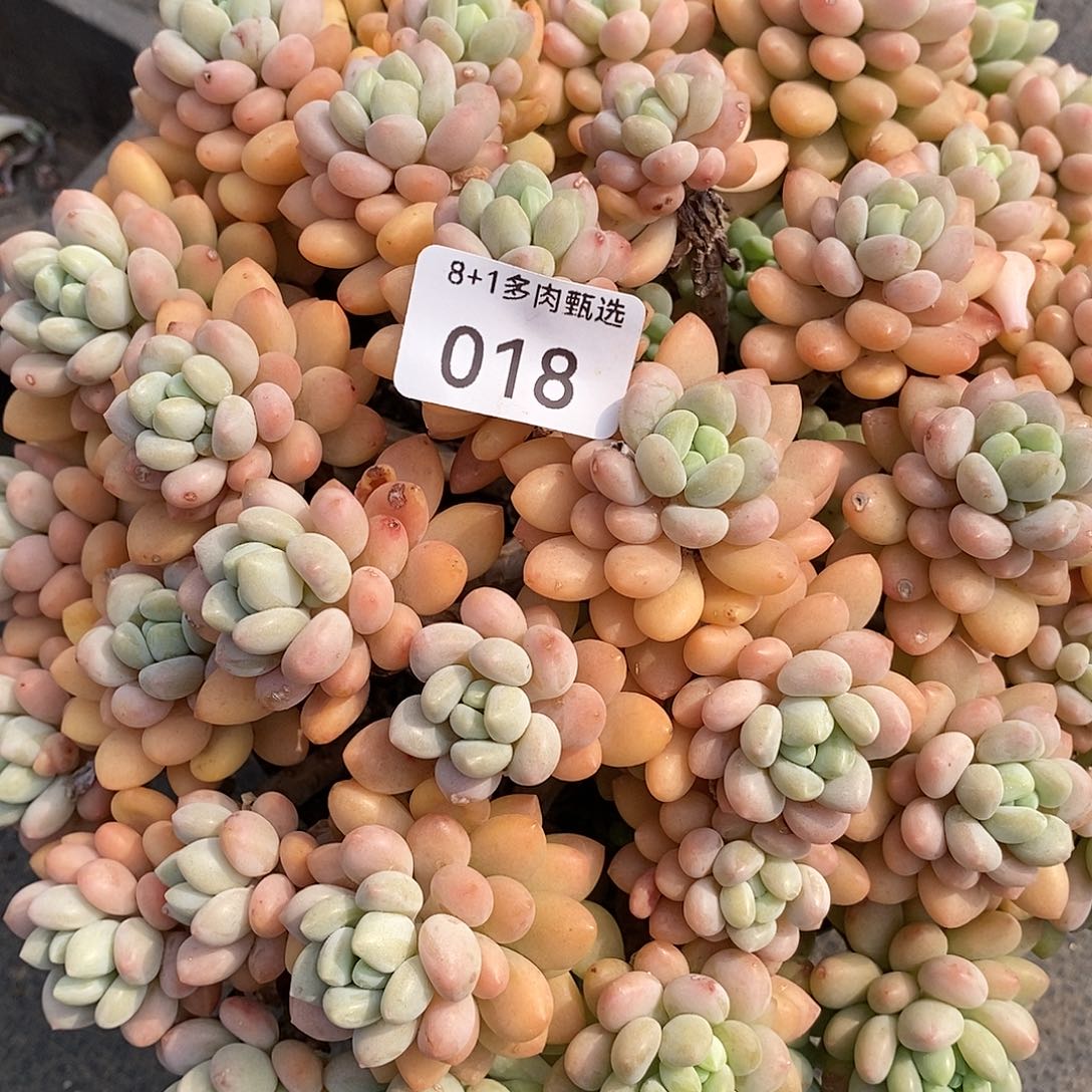 018号多肉群生量量量