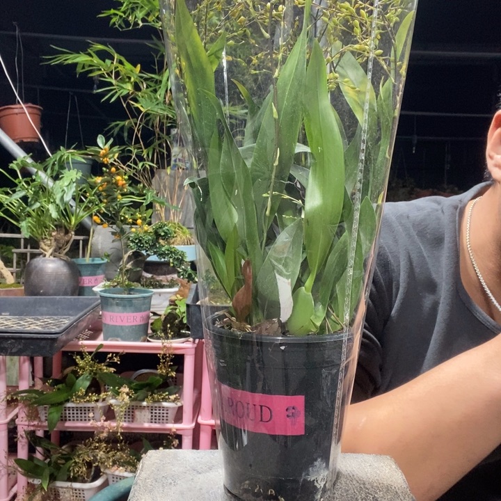 C***b以实际为准盆景绿植盆栽98