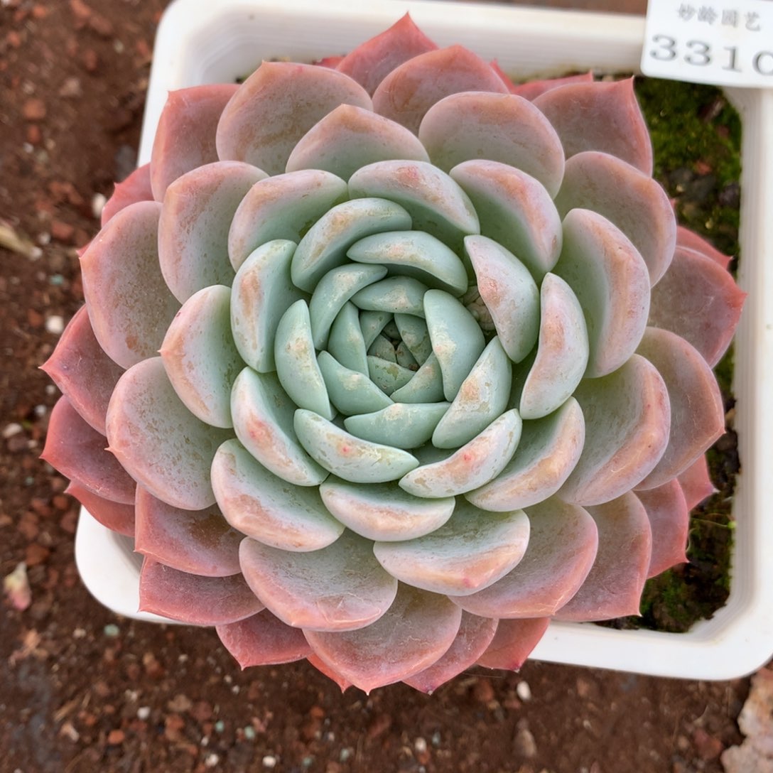 3310杂交多肉植物