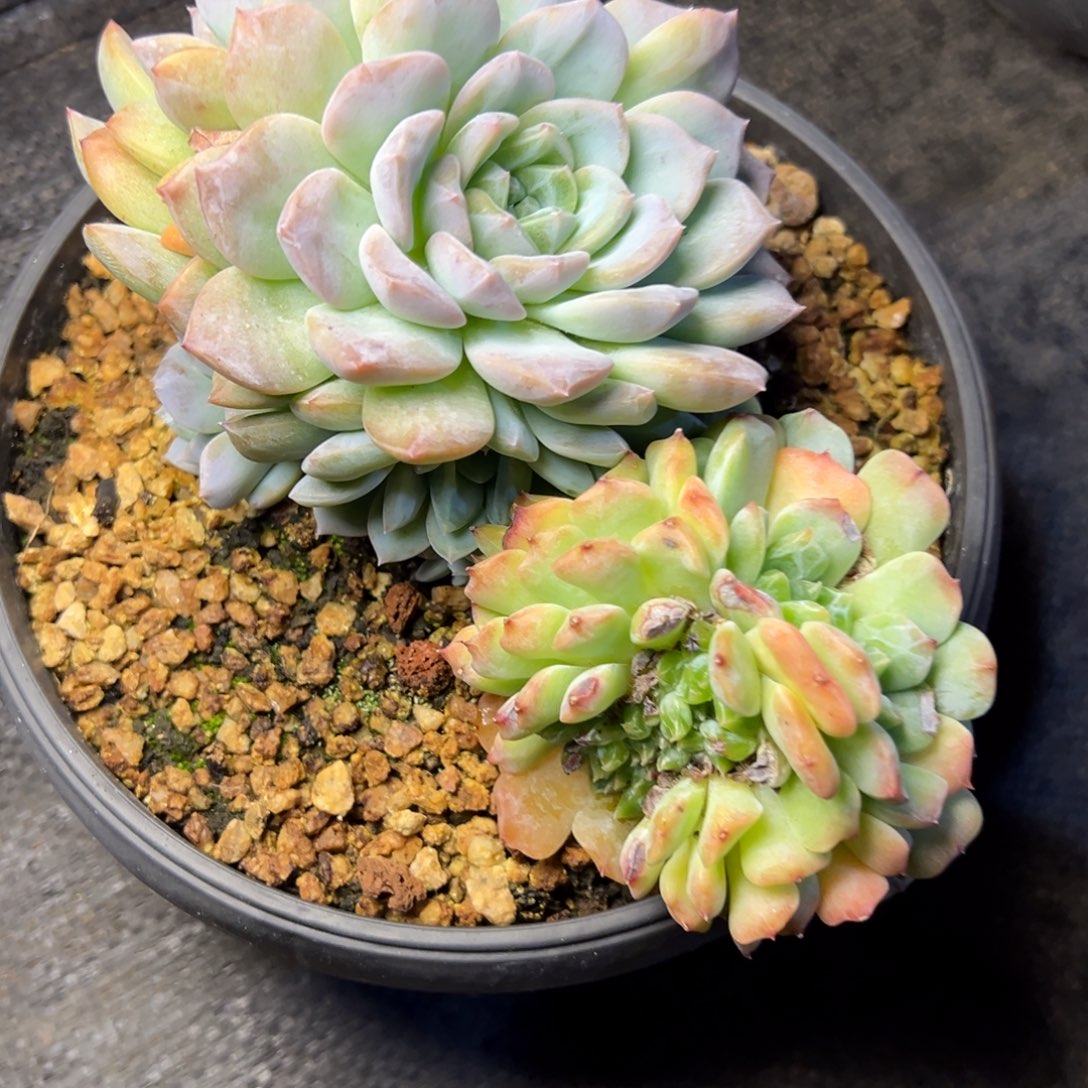 冰魄缀多肉植物19.8