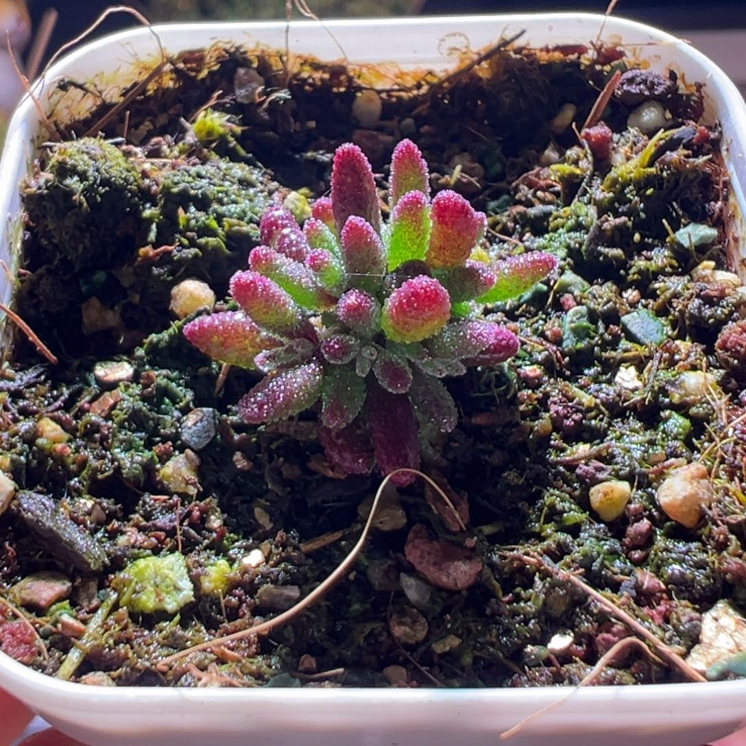 717红麒麟一物一拍包开箱