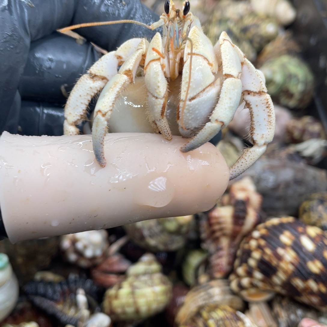 不退不换活体宠物43