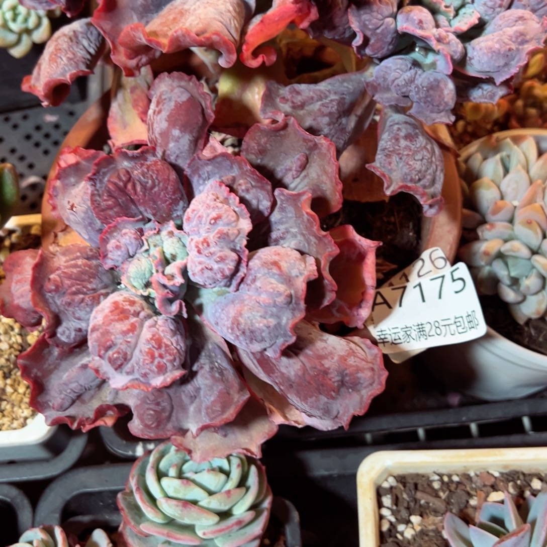 幸运的是我的朋友们