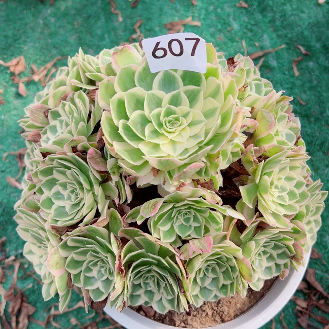 607孔雀翎法师多肉植物