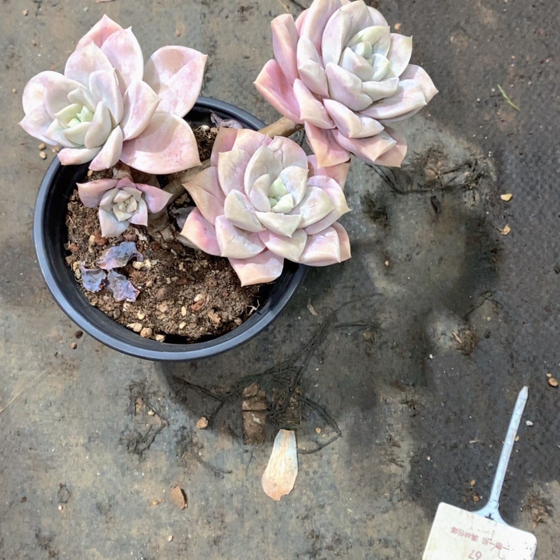 苏***_可以玫瑰多肉植物老桩