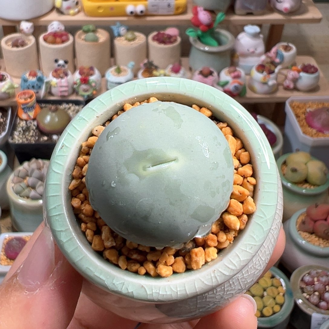 多肉植物20号鸽子蛋