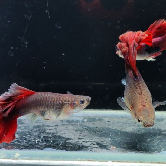 宇***孔雀鱼折扇两对8888