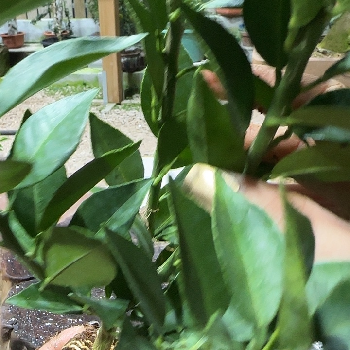 不***生直播间八房柑一物一拍