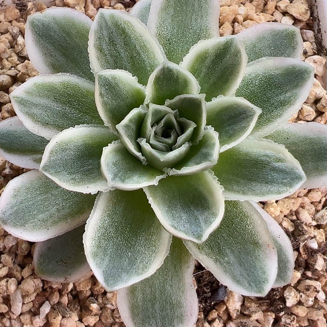 山地玫瑰锦秋夕1438号