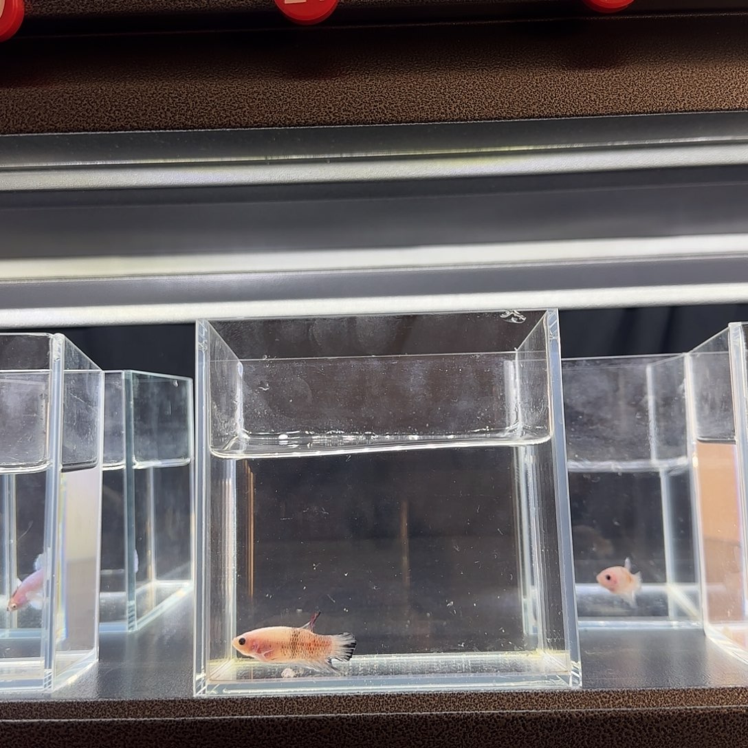 黑色蕾丝边豆豆眼koi