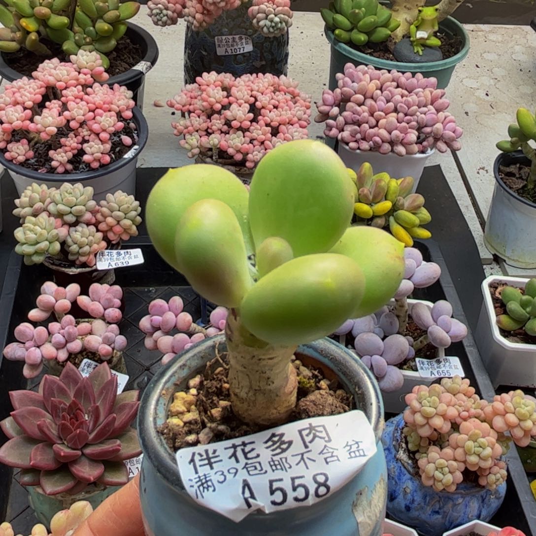 558芒果奶4cm多肉