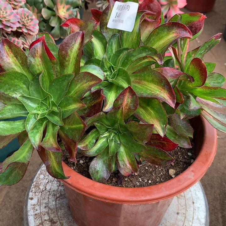 140魅影七彩多肉植物特价