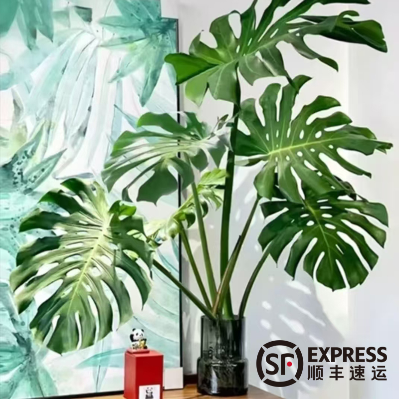 【顺丰包邮】【1.1-1.2米】4-6片老桩提根开背龟背竹水培盆栽巨叶带根
