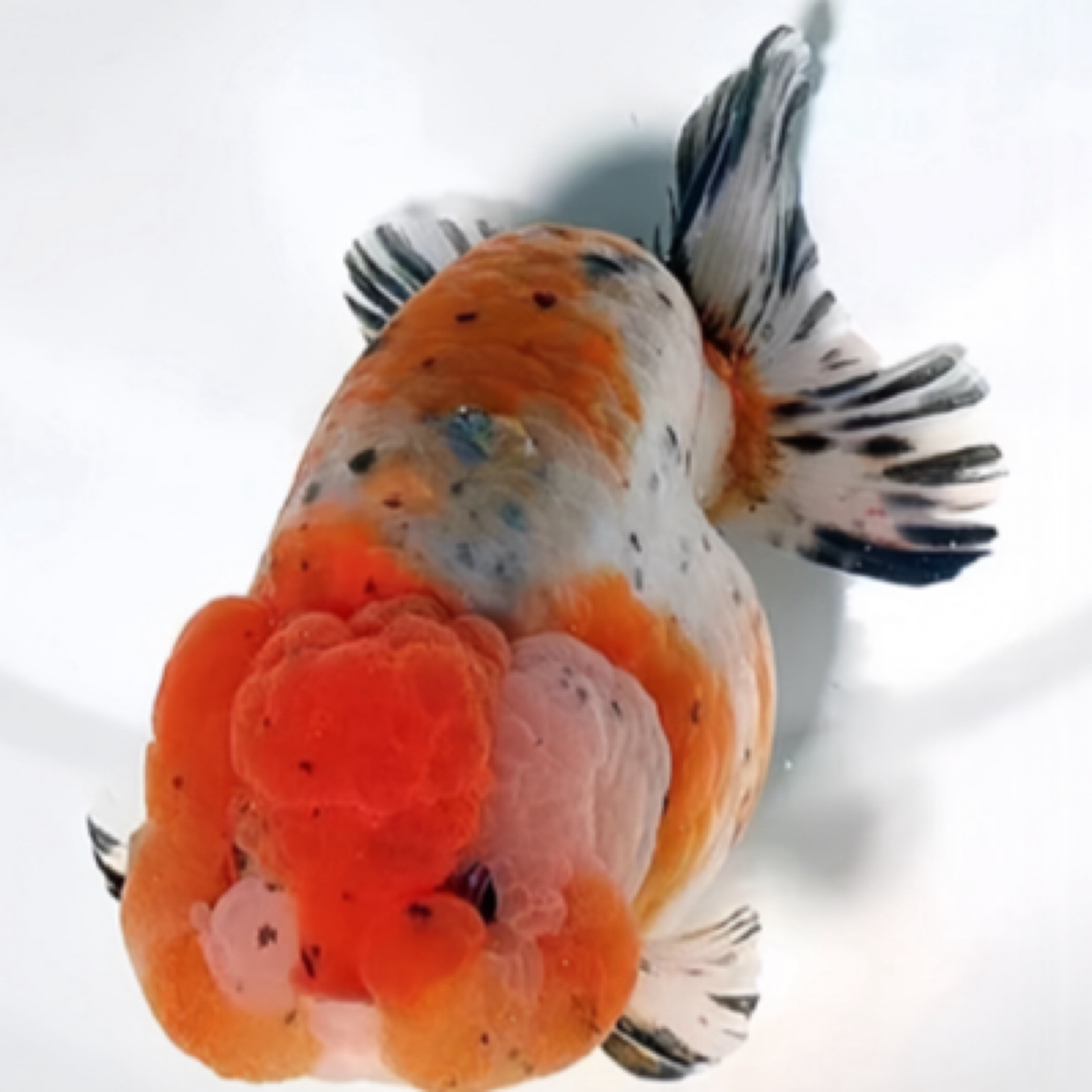 5条8-10厘米国粹金鱼（元宝/鎏金/玛丽/猫狮/泰狮等）花色搭配发货