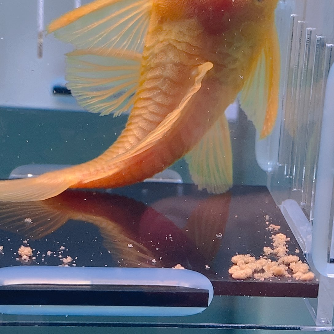 清道夫鱼胡子公11号