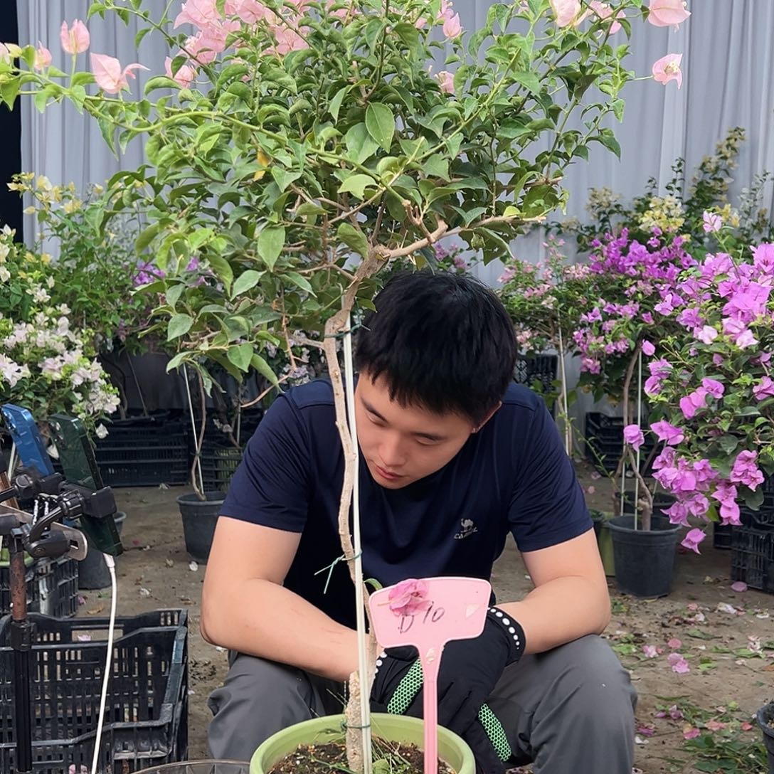 迎***风大部分花苞少量开放B10魔法樱花