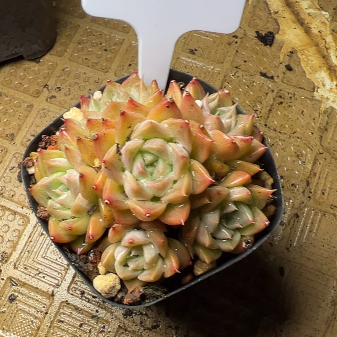 爱***芸106号手捧多肉植物15