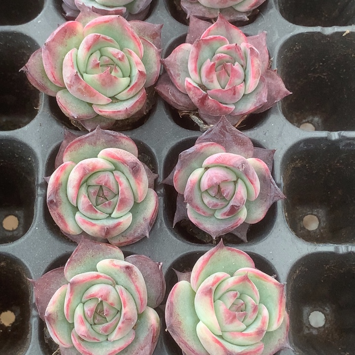 惊鸿5颗。送1颗。 包邮。多肉