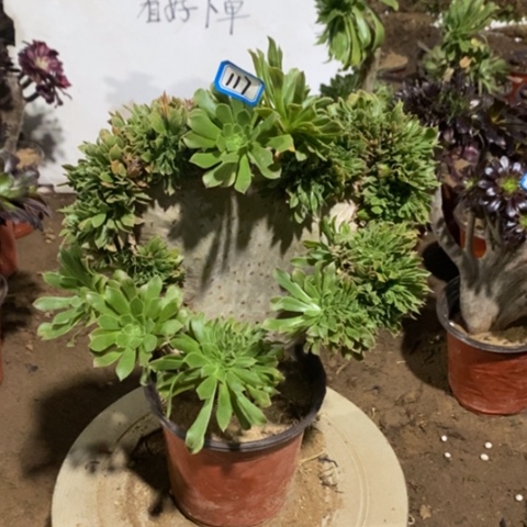 原始绿缀一物一拍