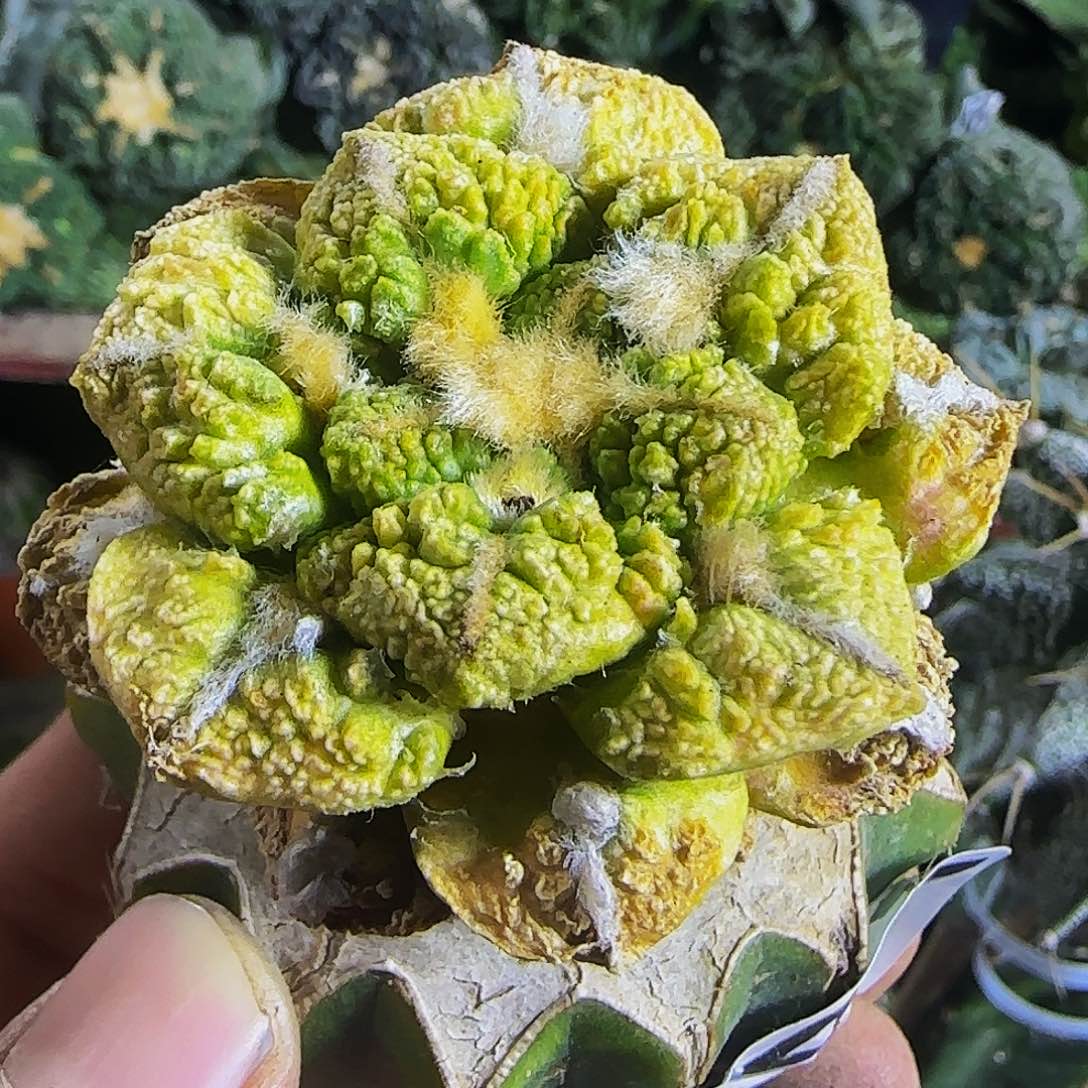 龟甲锦047仙人球