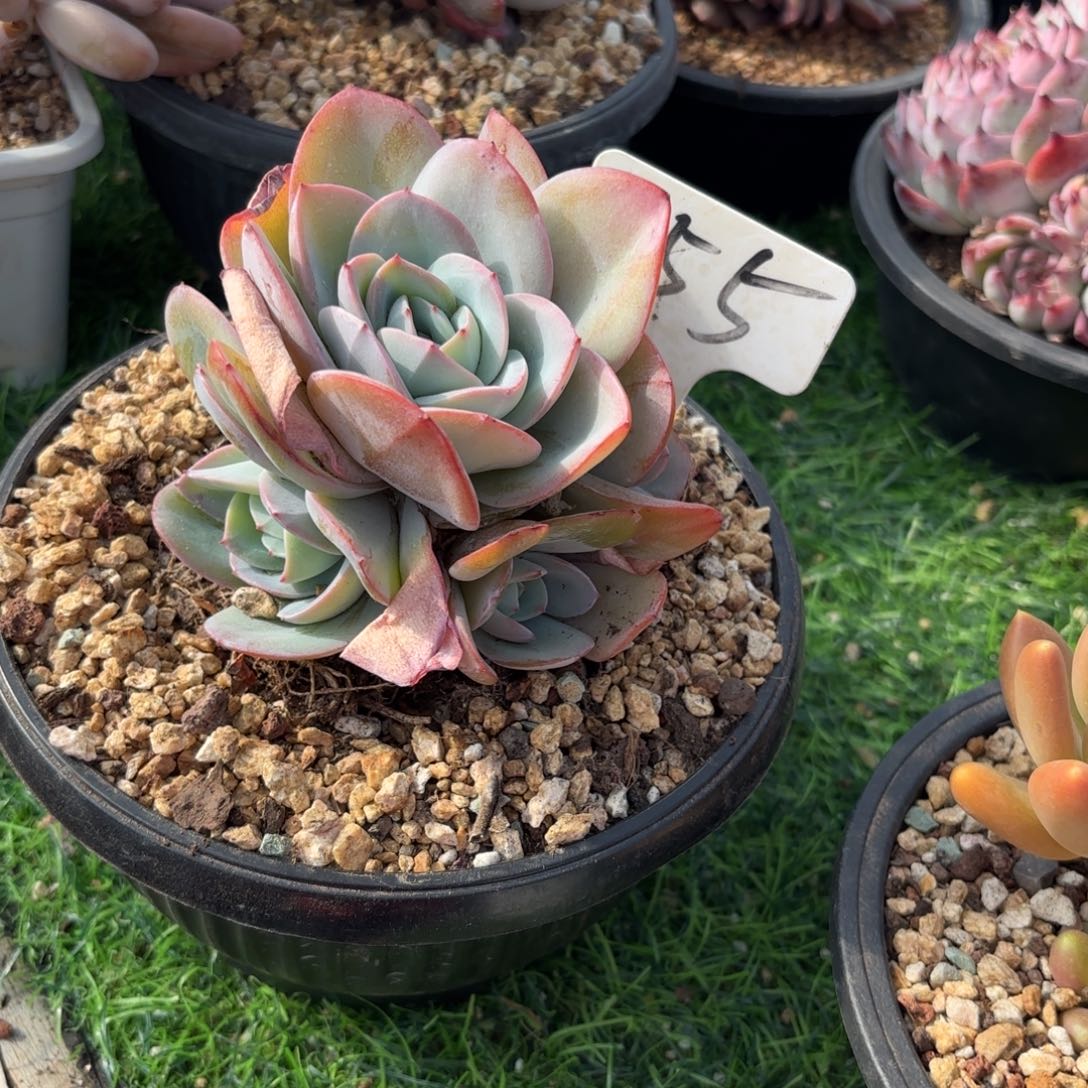 筱***筱155fghjkkmkkkkm多肉