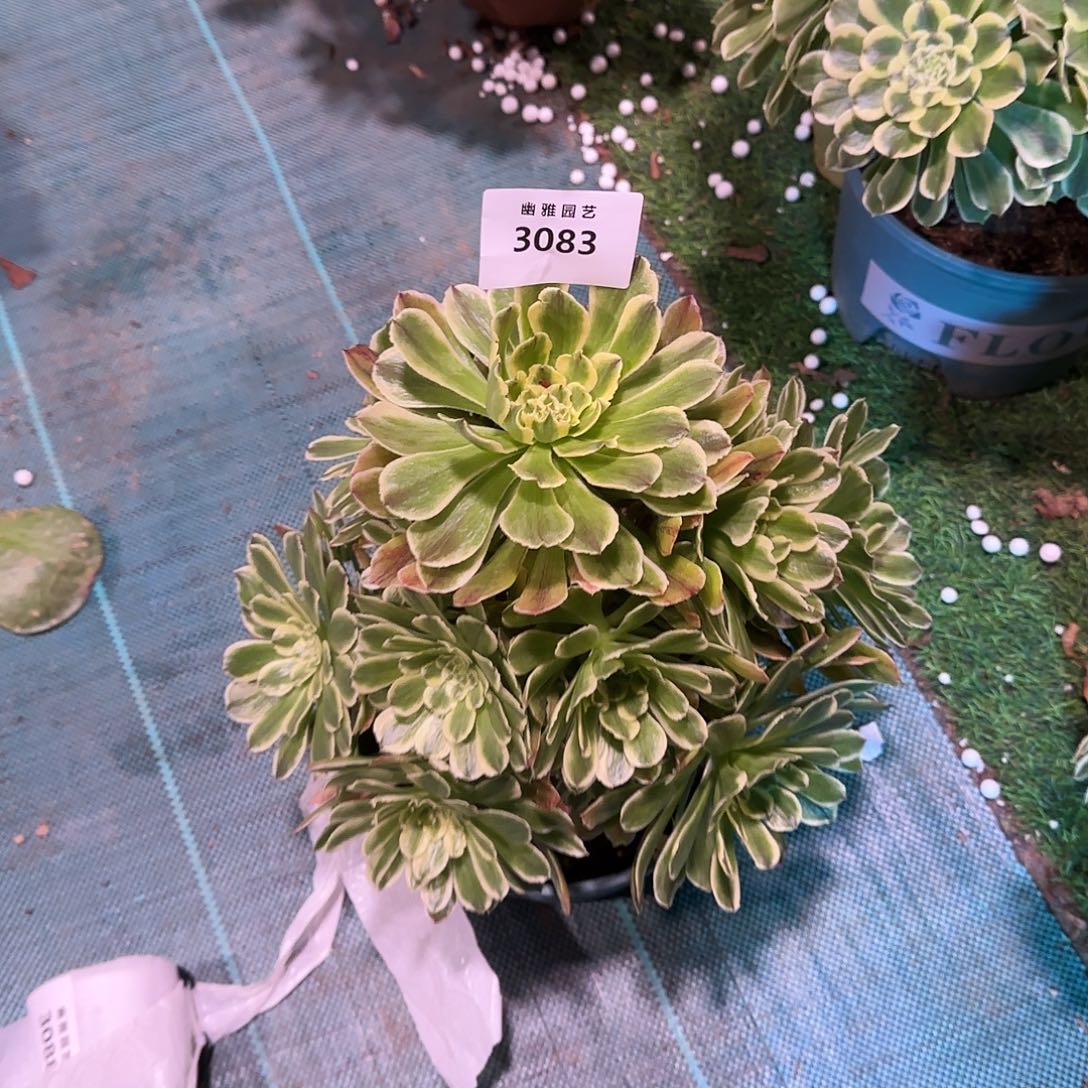 多肉植物绿体舞天姬3083