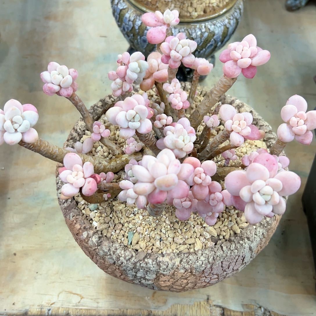 洛神有伤28 零零多肉植物