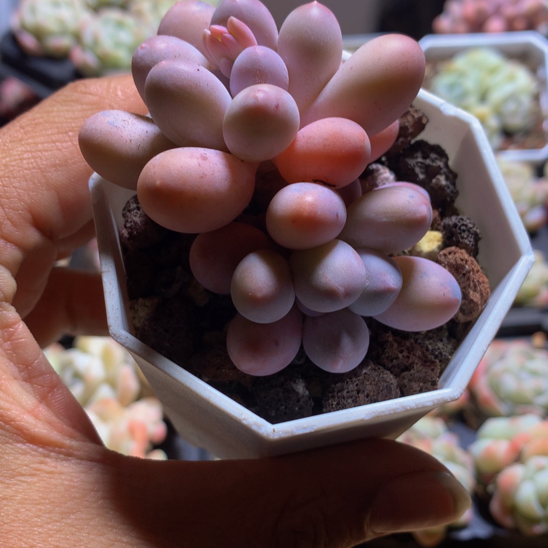 小精控汤圆多肉一物一拍