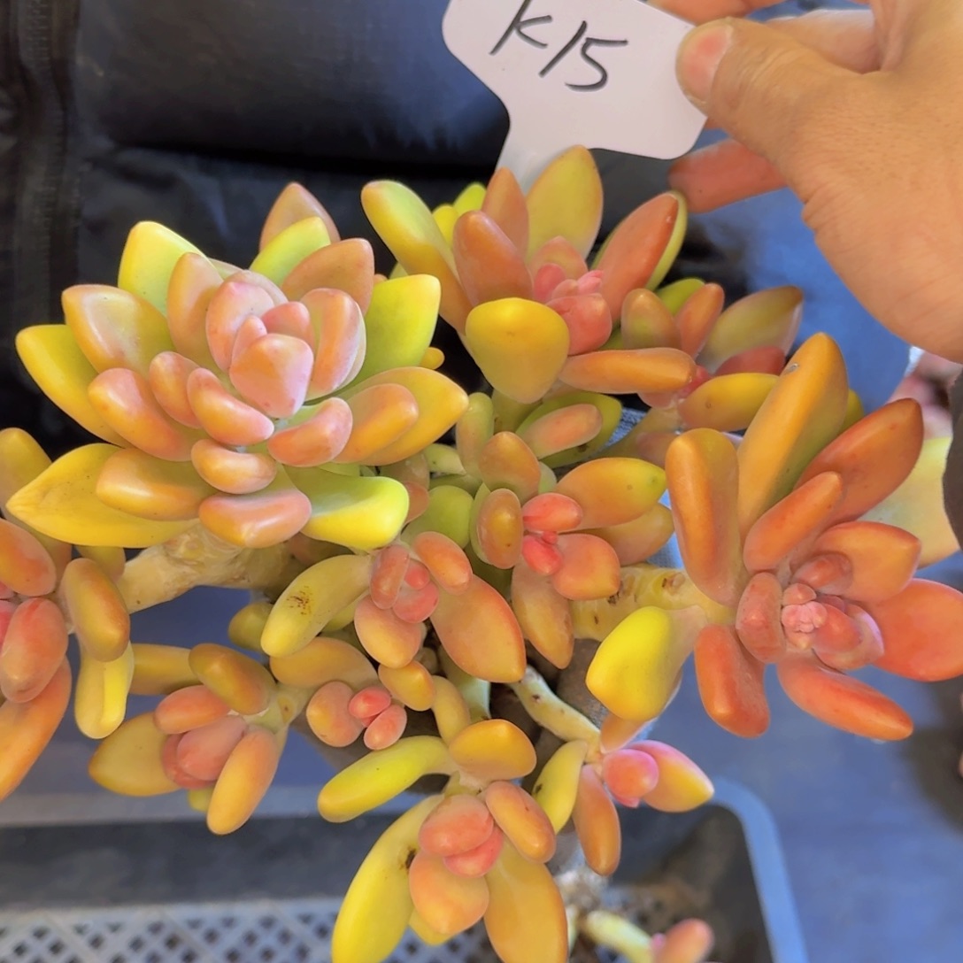 多肉植物的生长发育和生长