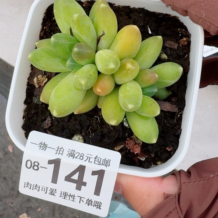 千代田多肉无盆土发货多肉