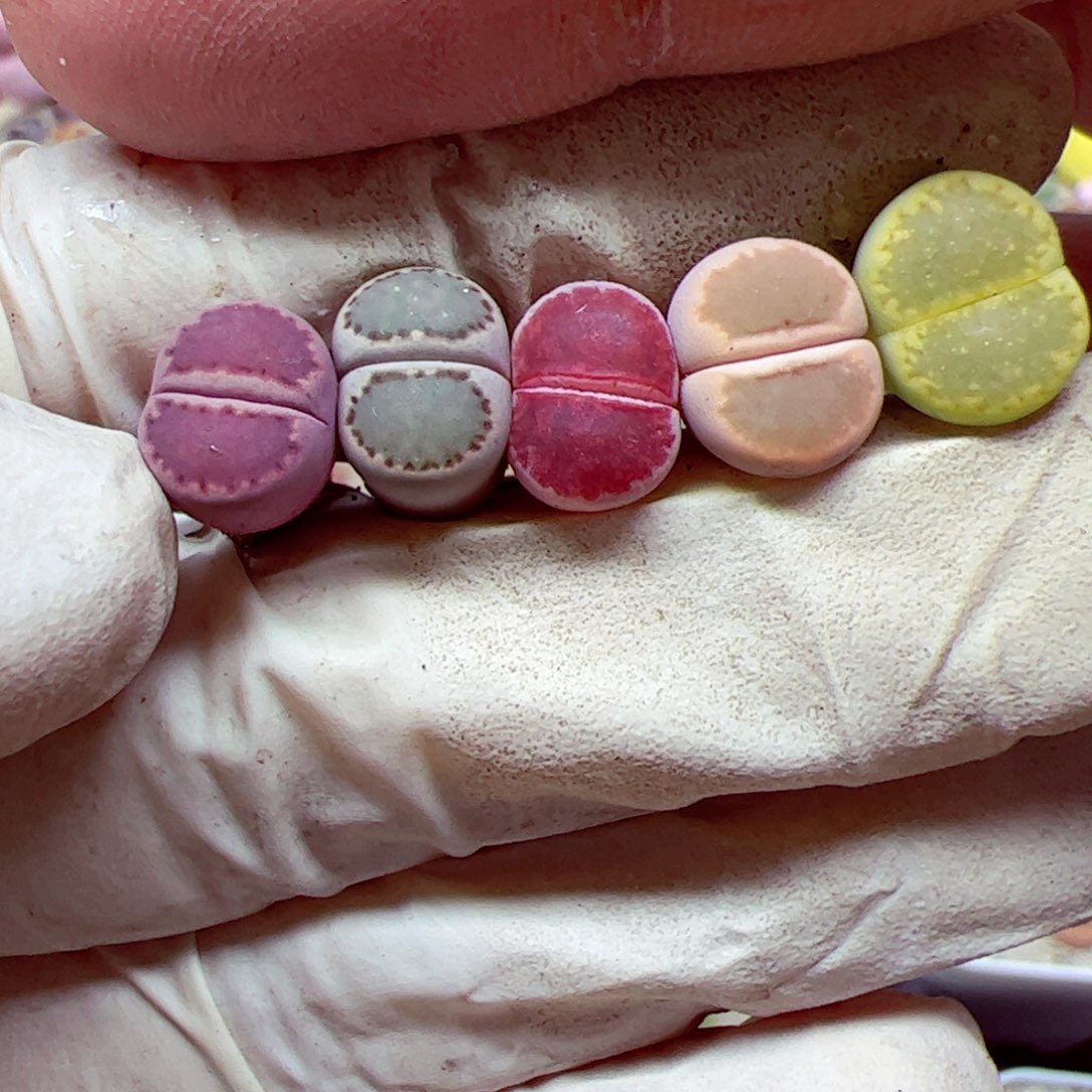 115 94优秀的肉肉110