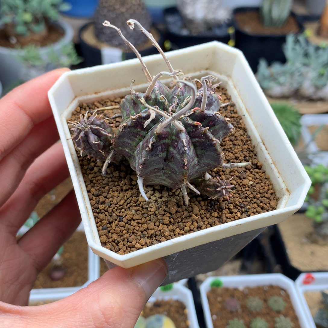 法丽达大戟多肉带盆