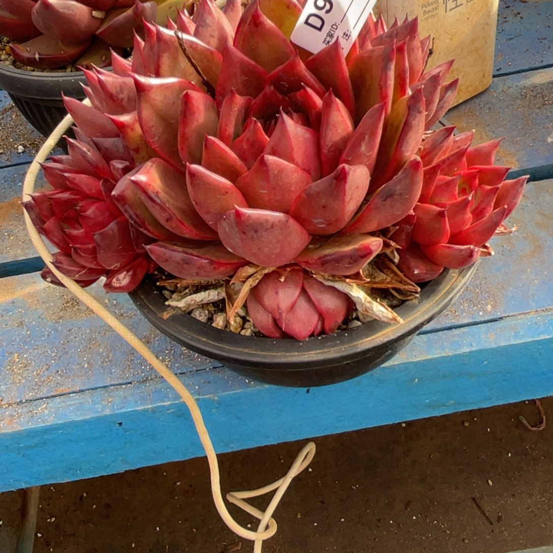 无花朵若如东云单拍D993