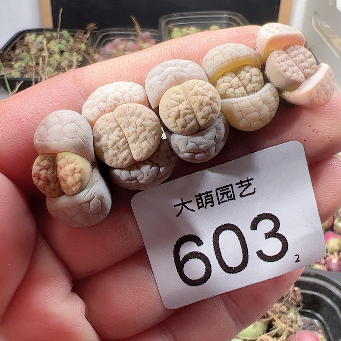 0000603一物一拍……