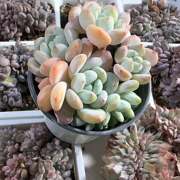 青蛙王子儿童牙膏111