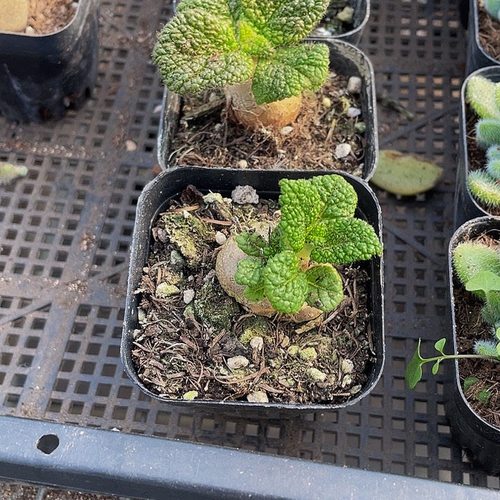 断崖王子带盆土发