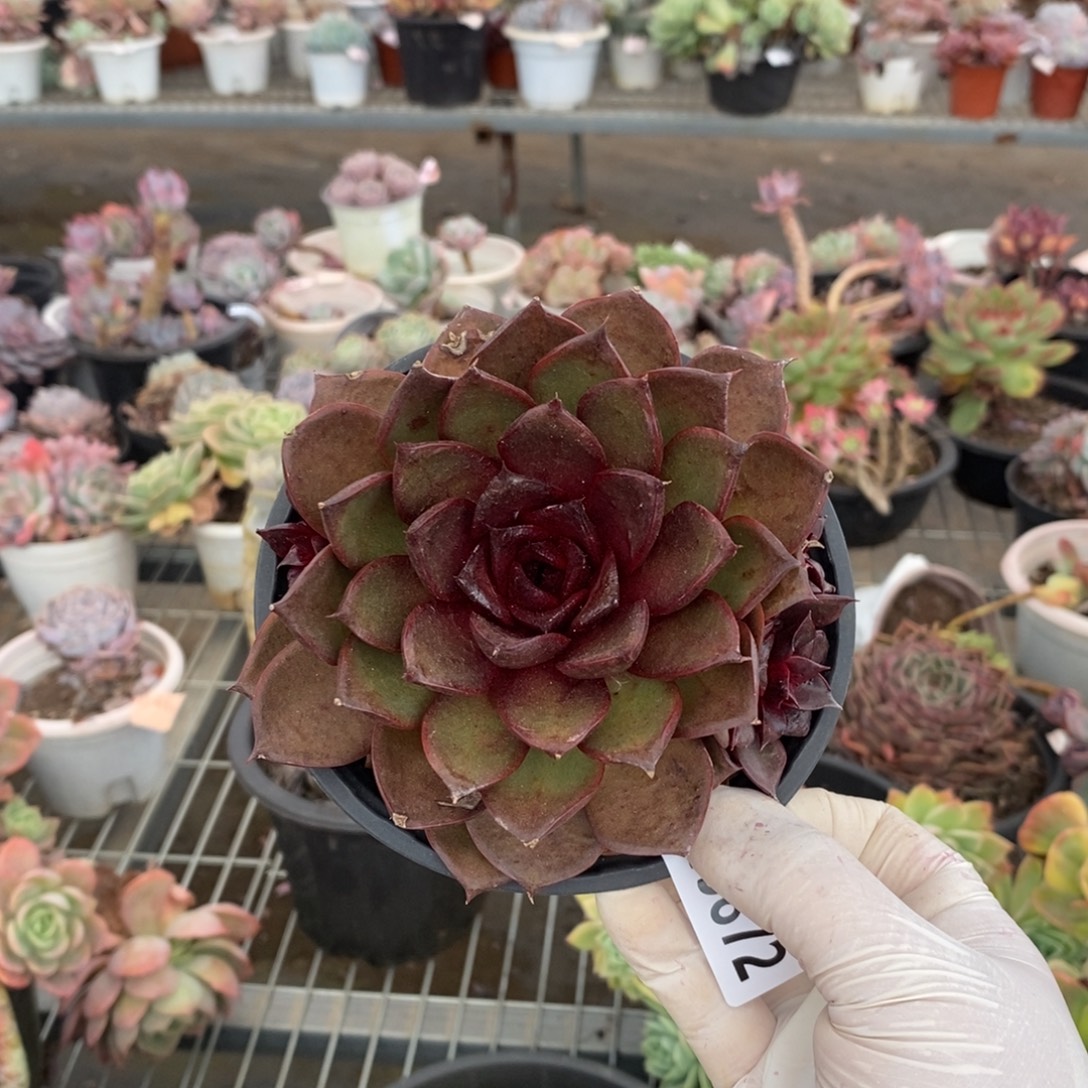 19872火红玫瑰一物一拍